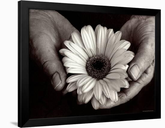 Daisy Cupped in Tired Hands-Stefanie Schneider-Framed Photographic Print