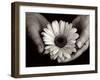 Daisy Cupped in Tired Hands-Stefanie Schneider-Framed Photographic Print