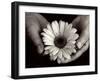 Daisy Cupped in Tired Hands-Stefanie Schneider-Framed Photographic Print