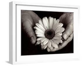 Daisy Cupped in Tired Hands-Stefanie Schneider-Framed Photographic Print