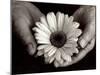 Daisy Cupped in Tired Hands-Stefanie Schneider-Mounted Photographic Print