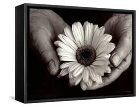 Daisy Cupped in Tired Hands-Stefanie Schneider-Framed Stretched Canvas