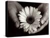 Daisy Cupped in Tired Hands-Stefanie Schneider-Stretched Canvas