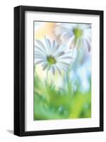 Daisy Dance-Karin Connolly-Framed Art Print