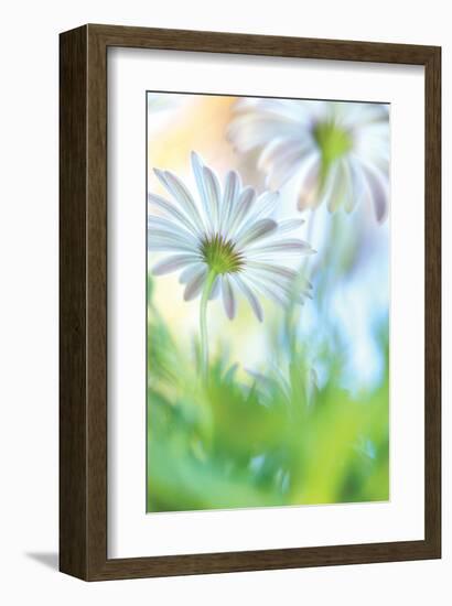 Daisy Dance-Karin Connolly-Framed Art Print