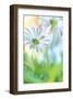 Daisy Dance-Karin Connolly-Framed Art Print