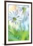 Daisy Dance-Karin Connolly-Framed Art Print