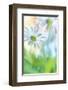 Daisy Dance-Karin Connolly-Framed Art Print