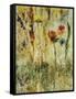 Daisy Day-Jodi Maas-Framed Stretched Canvas