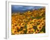 Daisy (Dimorphotheca Sinuata), Clanwilliam, South Africa, Africa-Thorsten Milse-Framed Photographic Print