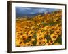 Daisy (Dimorphotheca Sinuata), Clanwilliam, South Africa, Africa-Thorsten Milse-Framed Photographic Print