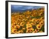 Daisy (Dimorphotheca Sinuata), Clanwilliam, South Africa, Africa-Thorsten Milse-Framed Photographic Print