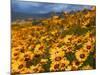 Daisy (Dimorphotheca Sinuata), Clanwilliam, South Africa, Africa-Thorsten Milse-Mounted Photographic Print