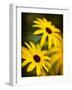 Daisy Face-Doug Chinnery-Framed Photographic Print