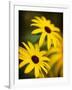 Daisy Face-Doug Chinnery-Framed Photographic Print