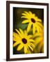 Daisy Face-Doug Chinnery-Framed Photographic Print