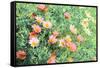 Daisy Field I-Emily Navas-Framed Stretched Canvas