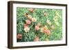 Daisy Field I-Emily Navas-Framed Premium Giclee Print