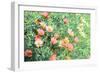 Daisy Field I-Emily Navas-Framed Premium Giclee Print