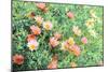 Daisy Field I-Emily Navas-Mounted Premium Giclee Print