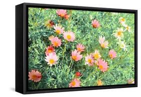 Daisy Field I-Emily Navas-Framed Stretched Canvas