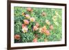 Daisy Field I-Emily Navas-Framed Art Print