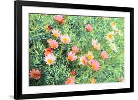 Daisy Field I-Emily Navas-Framed Art Print