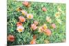 Daisy Field I-Emily Navas-Mounted Art Print