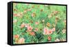 Daisy Field II-Emily Navas-Framed Stretched Canvas