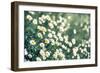 Daisy Field, Shallow D.O.F-Flowers-Framed Photographic Print