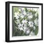 Daisy Field-Asia Jensen-Framed Art Print