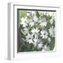 Daisy Field-Asia Jensen-Framed Art Print