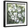 Daisy Field-Asia Jensen-Framed Art Print