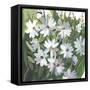 Daisy Field-Asia Jensen-Framed Stretched Canvas