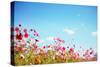 Daisy Flower against Blue Sky,Shallow Dof.-Liang Zhang-Stretched Canvas