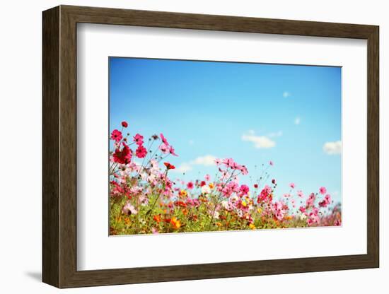 Daisy Flower against Blue Sky,Shallow Dof.-Liang Zhang-Framed Photographic Print