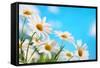 Daisy Flower against Blue Sky-Liang Zhang-Framed Stretched Canvas