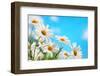 Daisy Flower against Blue Sky-Liang Zhang-Framed Photographic Print