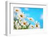 Daisy Flower against Blue Sky-Liang Zhang-Framed Photographic Print