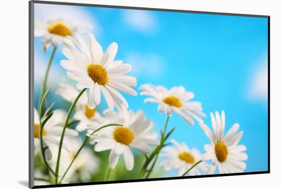 Daisy Flower against Blue Sky-Liang Zhang-Mounted Photographic Print