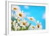 Daisy Flower against Blue Sky-Liang Zhang-Framed Photographic Print