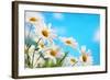 Daisy Flower against Blue Sky-Liang Zhang-Framed Photographic Print