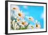 Daisy Flower against Blue Sky-Liang Zhang-Framed Photographic Print