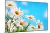 Daisy Flower against Blue Sky-Liang Zhang-Mounted Photographic Print