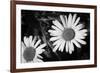 Daisy Flower Black White-null-Framed Photo