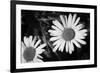 Daisy Flower Black White-null-Framed Photo