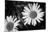 Daisy Flower Black White-null-Mounted Photo