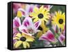 Daisy Flower Design, Portland, Oregon, USA-Darrell Gulin-Framed Stretched Canvas