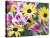 Daisy Flower Design, Portland, Oregon, USA-Darrell Gulin-Stretched Canvas