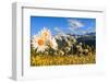 Daisy flower meadows in Stelvio National Park in summer. Sondrio district, Stelvio National Park, L-ClickAlps-Framed Photographic Print